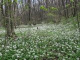 Pachyphragma macrophyllum