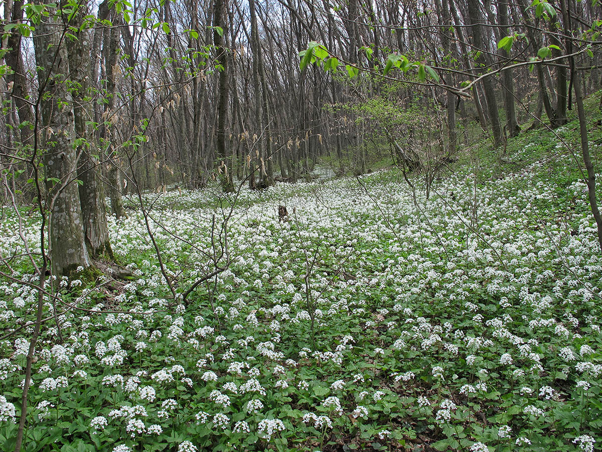 Изображение особи Pachyphragma macrophyllum.