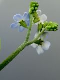 Myosotis palustris