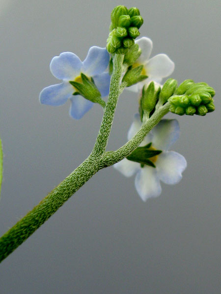 Изображение особи Myosotis palustris.