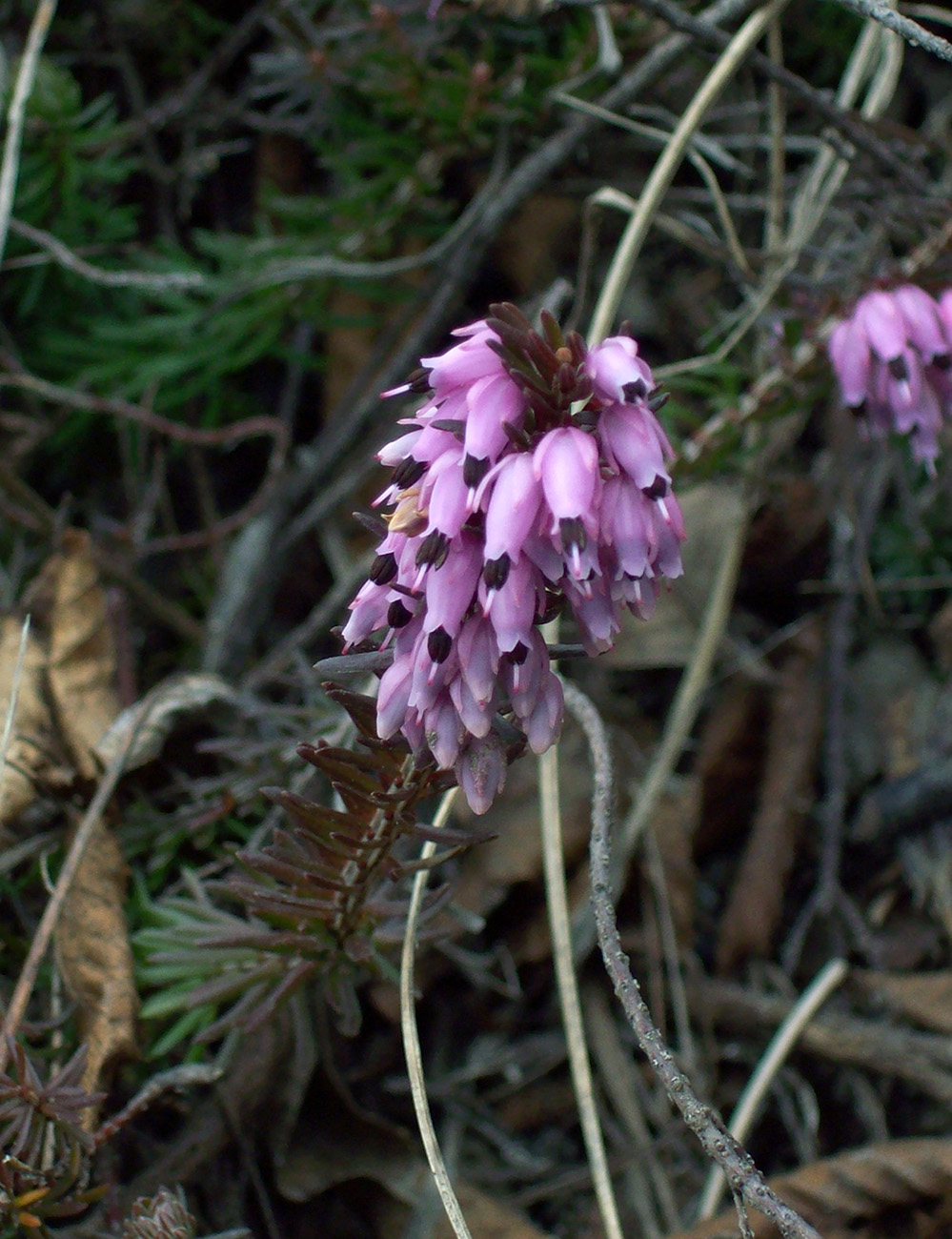 Image of Erica carnea specimen.