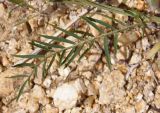 Astragalus onobrychis