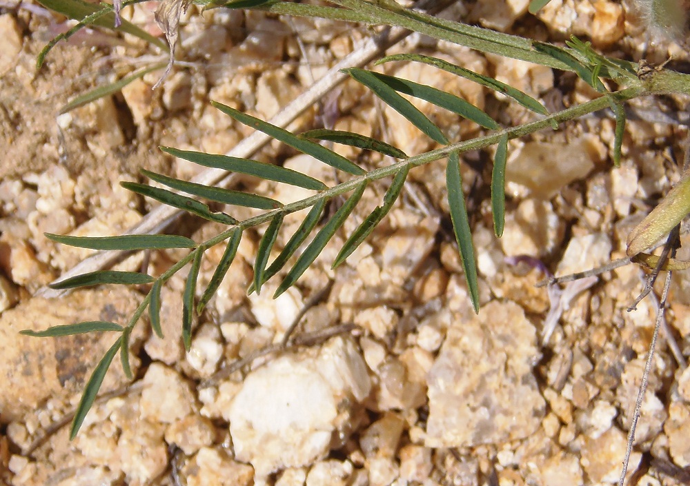 Image of Astragalus onobrychis specimen.