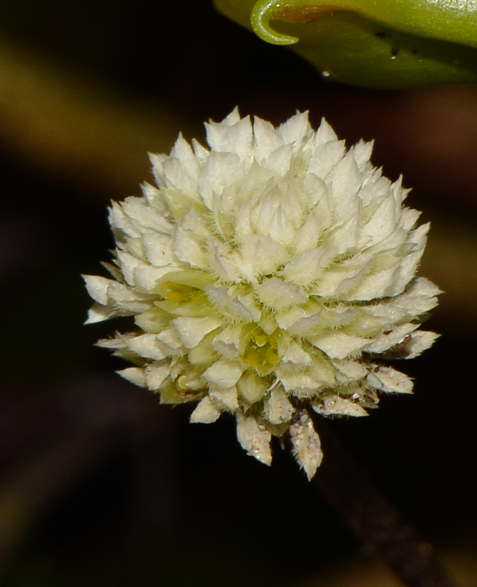 Изображение особи Alternanthera brasiliana.