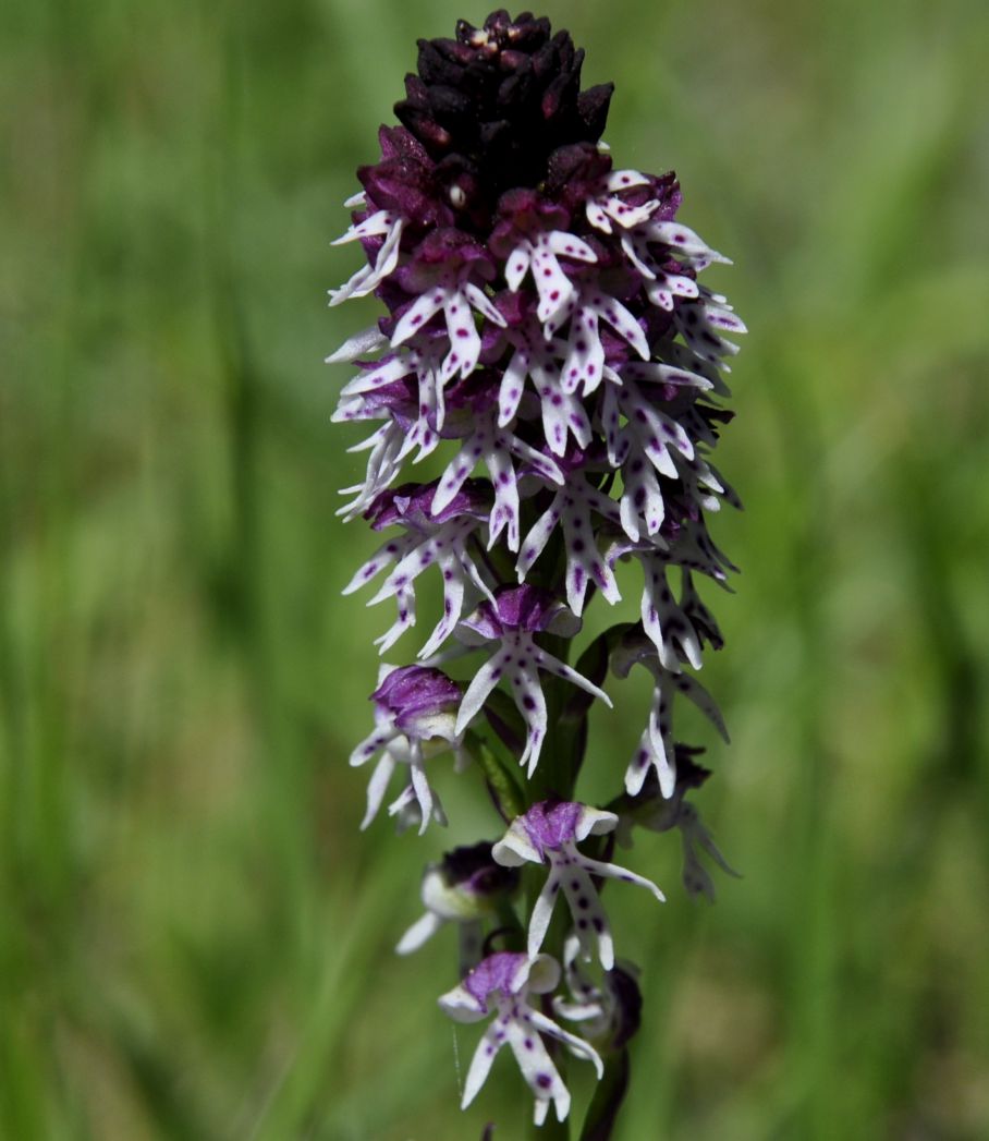 Image of Neotinea ustulata specimen.