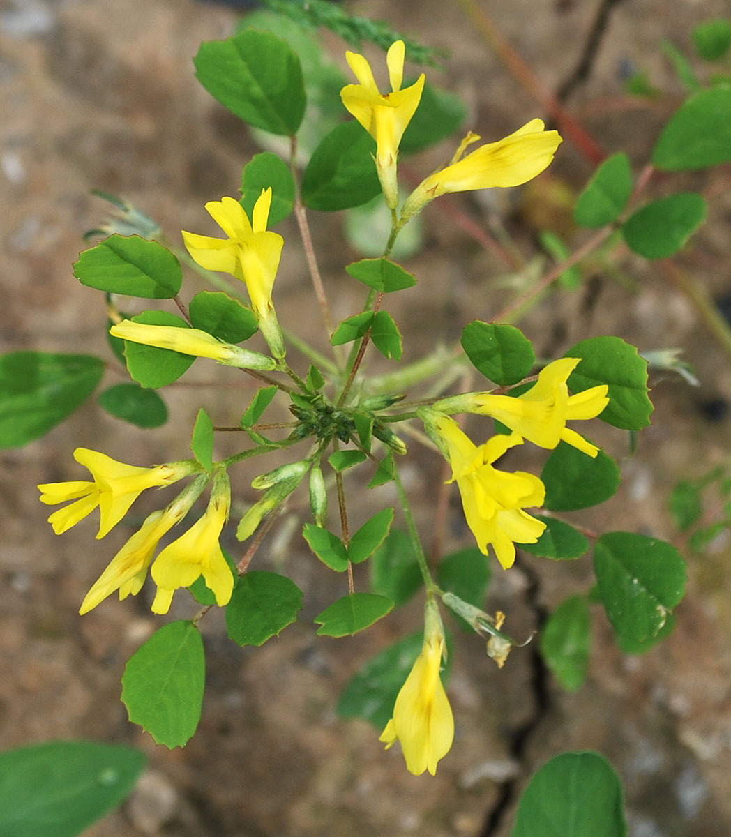 Image of Trigonella grandiflora specimen.