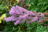 Astilbe chinensis