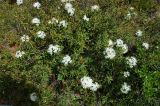 Ledum palustre