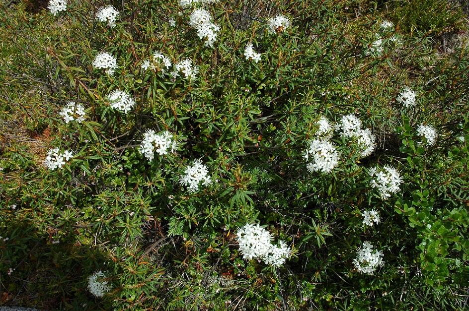 Image of Ledum palustre specimen.