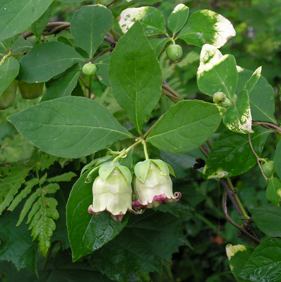 Изображение особи Codonopsis lanceolata.