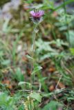 Erigeron uniflorus. Верхушка цветущего растения. Адыгея, окр. плато Лагонаки. 17.08.2008.