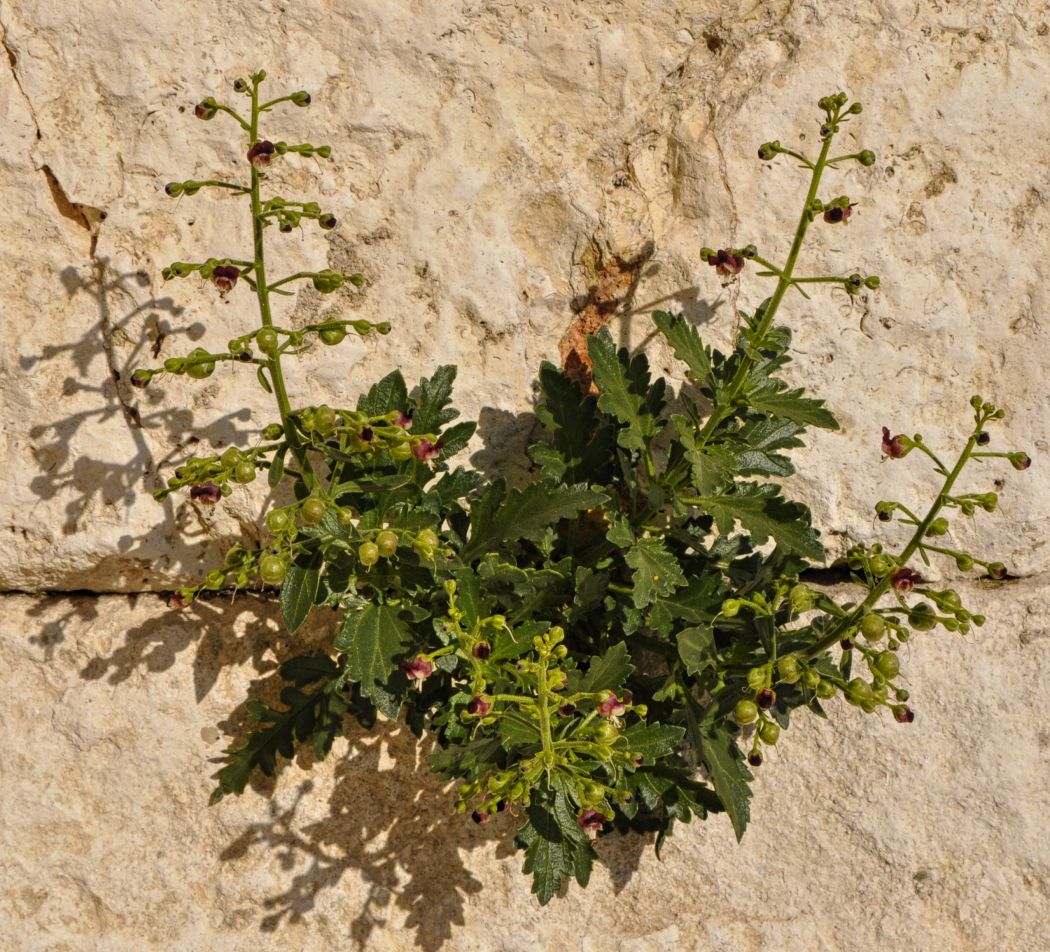 Image of Scrophularia heterophylla specimen.