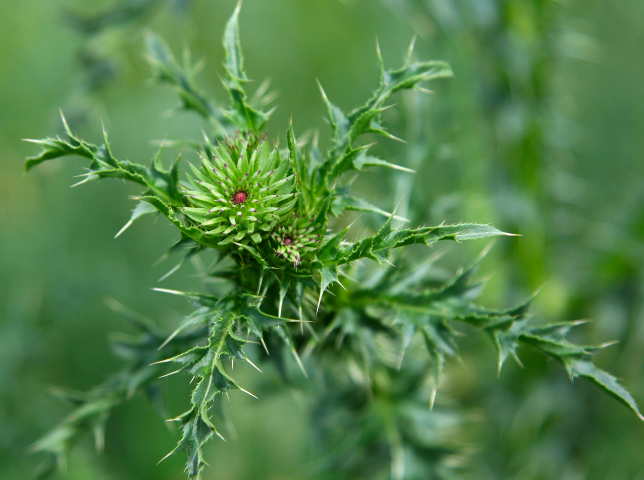 Изображение особи Carduus acanthoides.