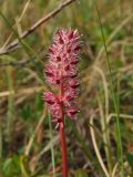 Tofieldia coccinea