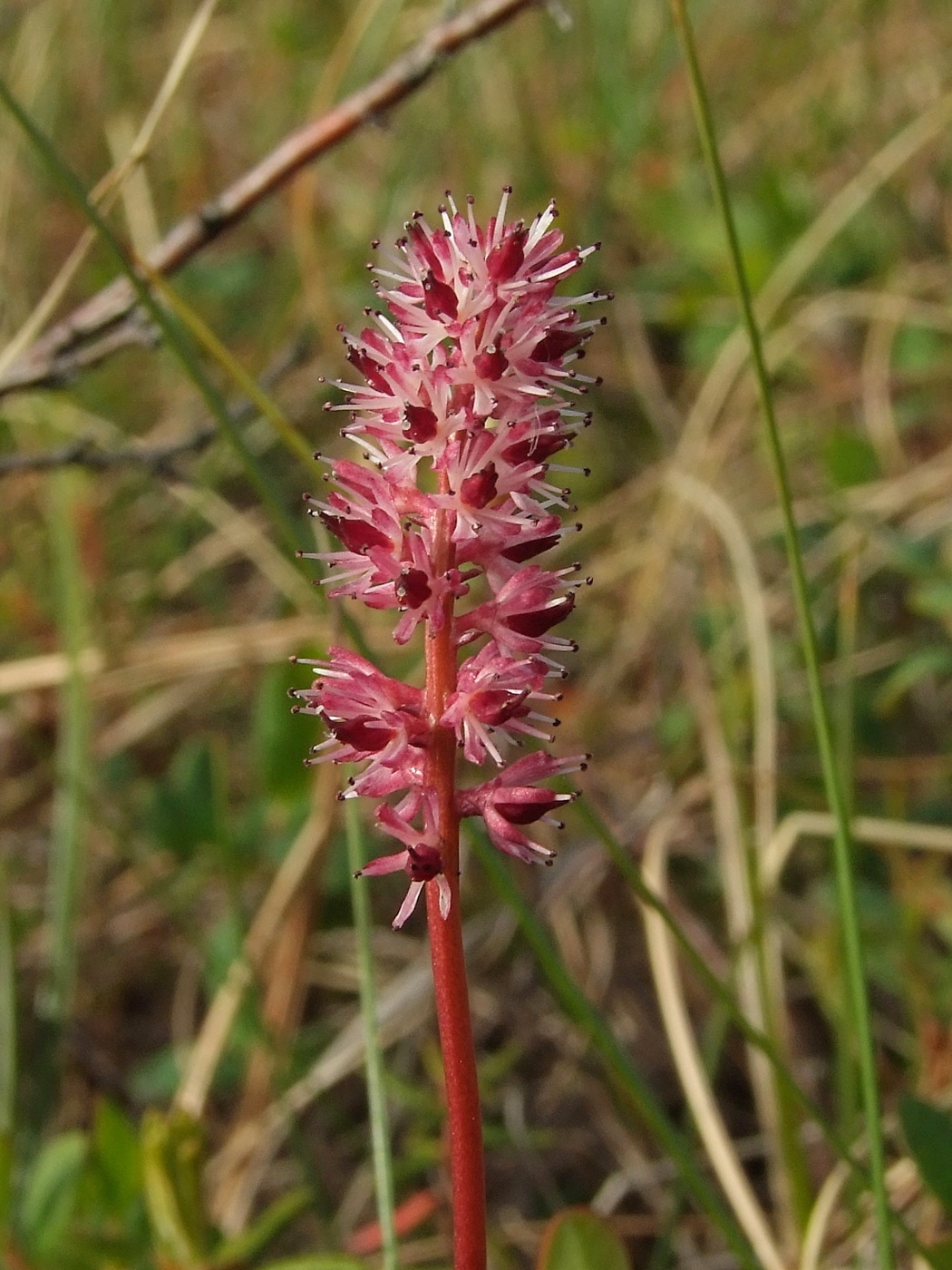 Изображение особи Tofieldia coccinea.