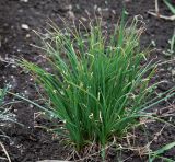 Asphodeline taurica