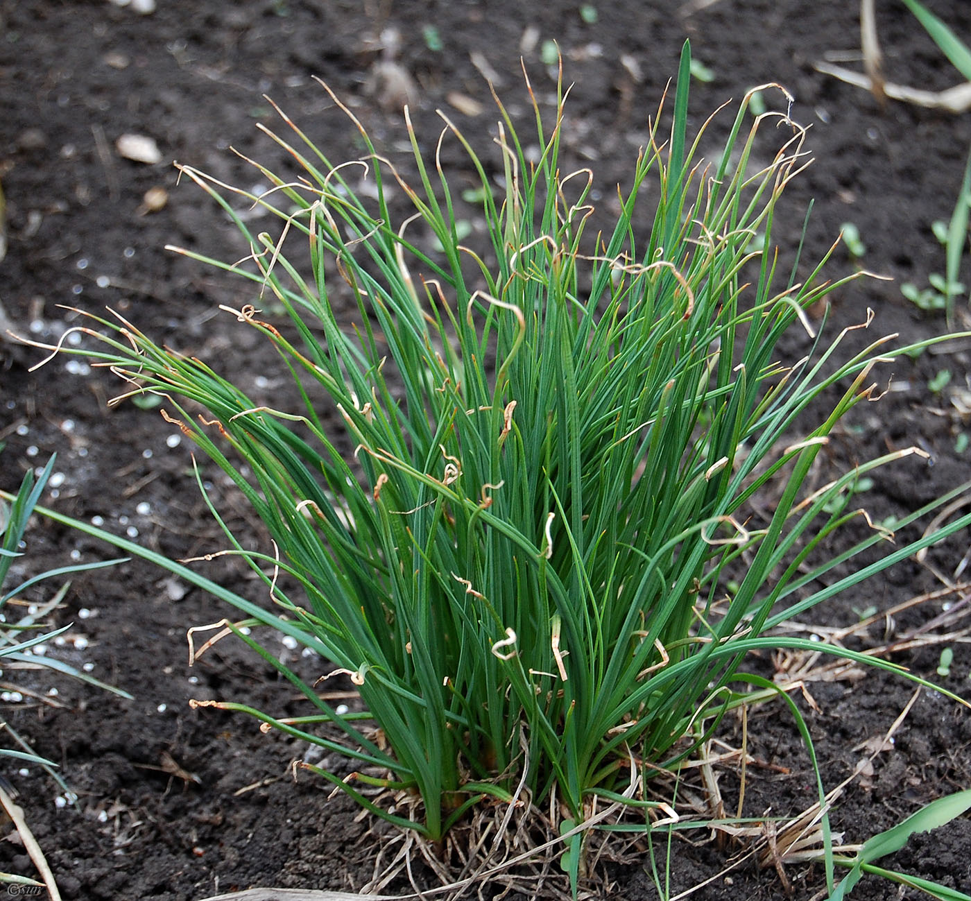 Image of Asphodeline taurica specimen.