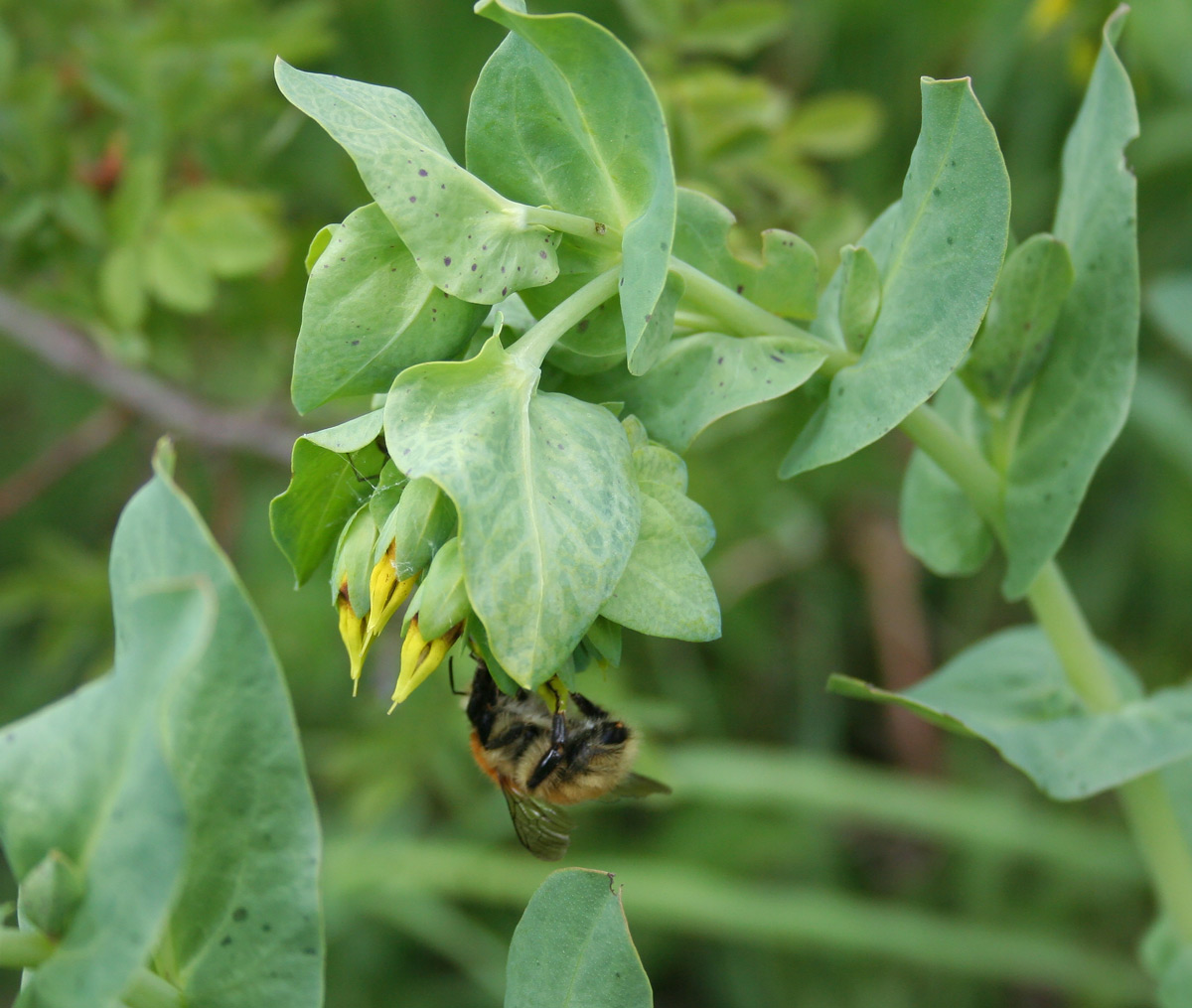 Изображение особи Cerinthe minor.