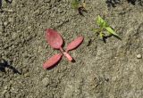 Rumex crispus. Проросток. Краснодарский край, Щербиновский р-н, урочище Лиман Большой, сазовая степь. 04.05.2017.