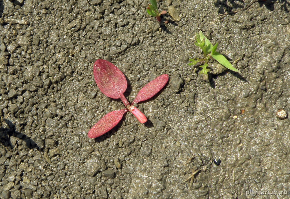 Image of Rumex crispus specimen.