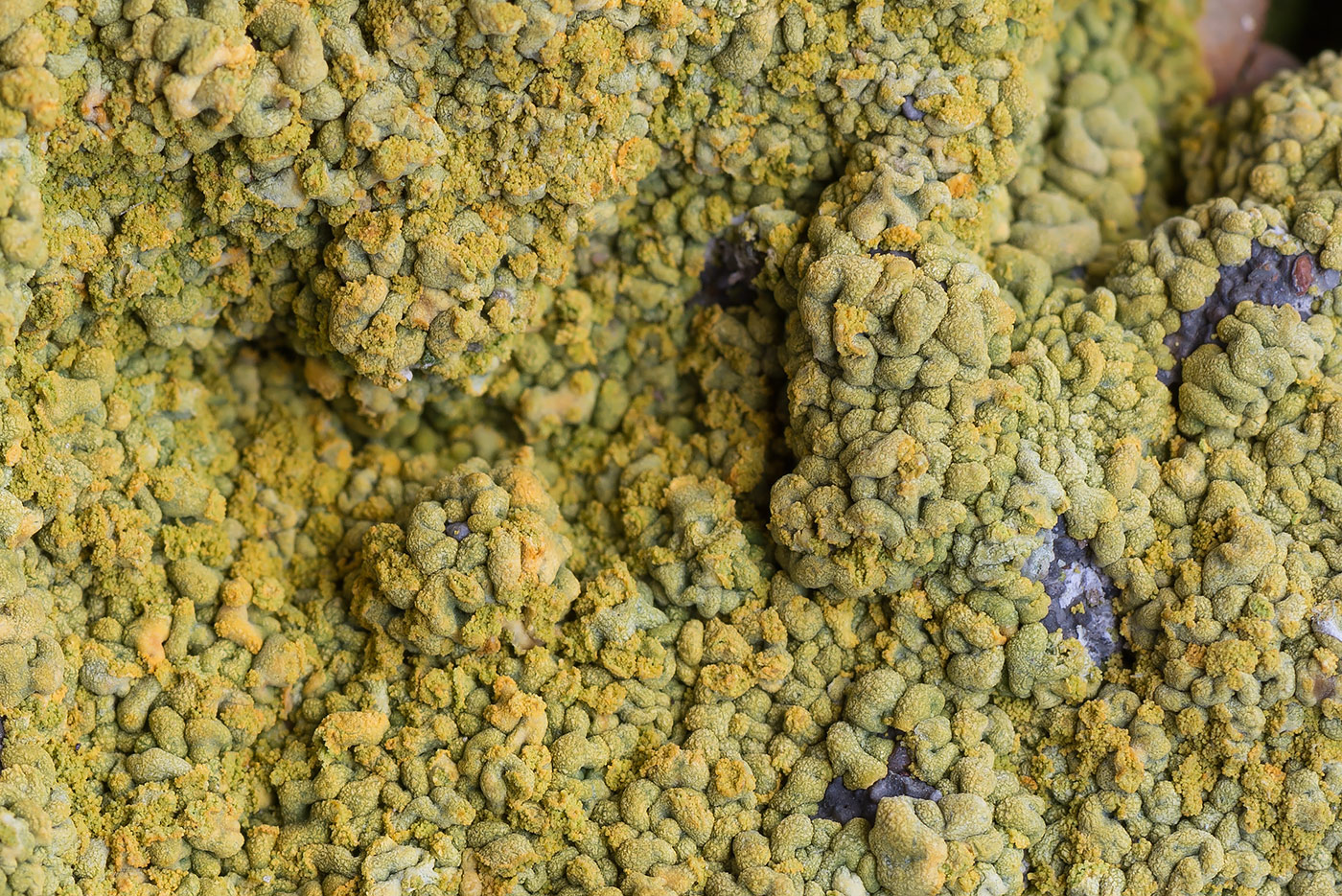 Image of Caloplaca decipiens specimen.