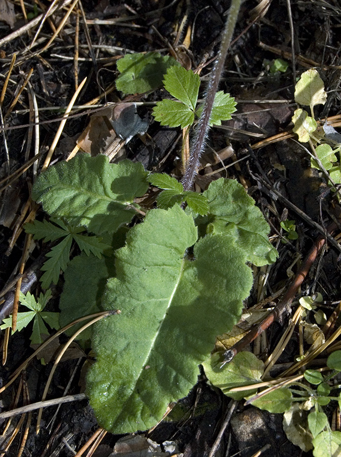 Image of Primula cortusoides specimen.