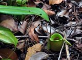 Nepenthes ampullaria