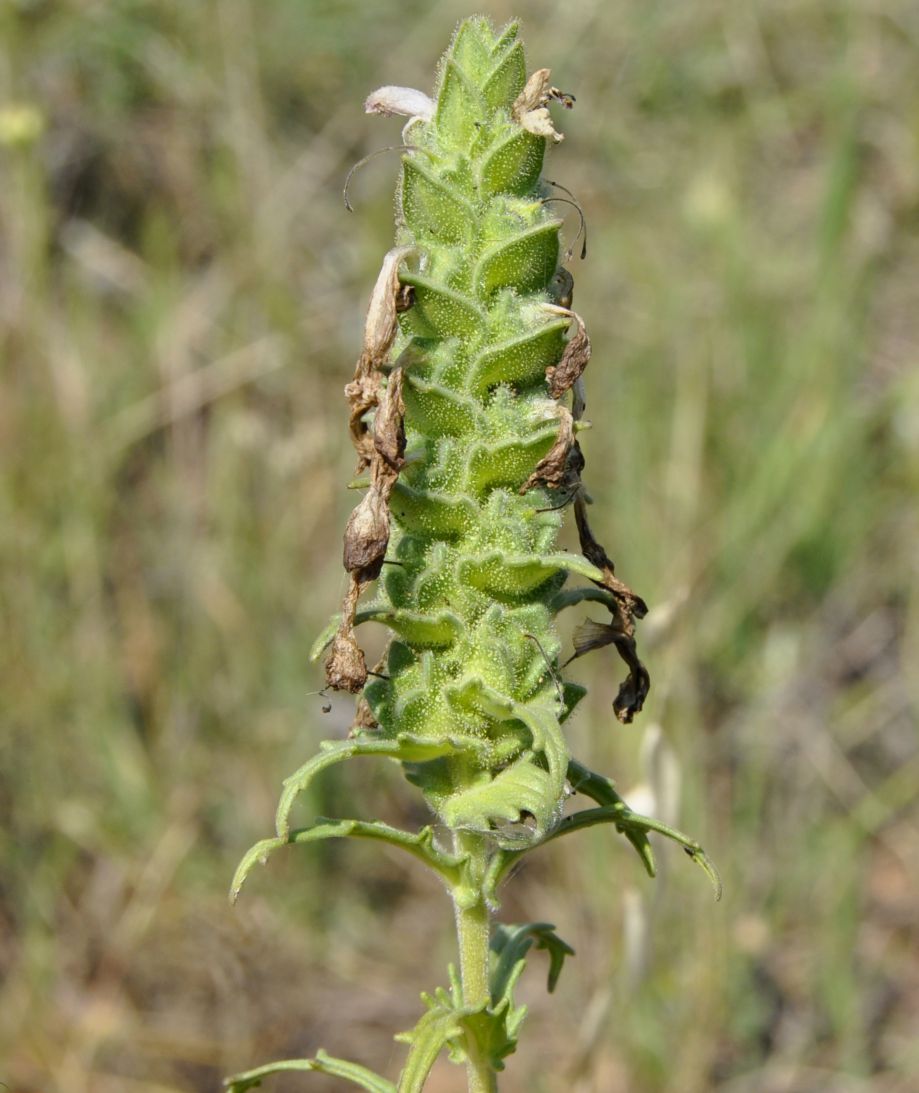 Image of Bellardia trixago specimen.