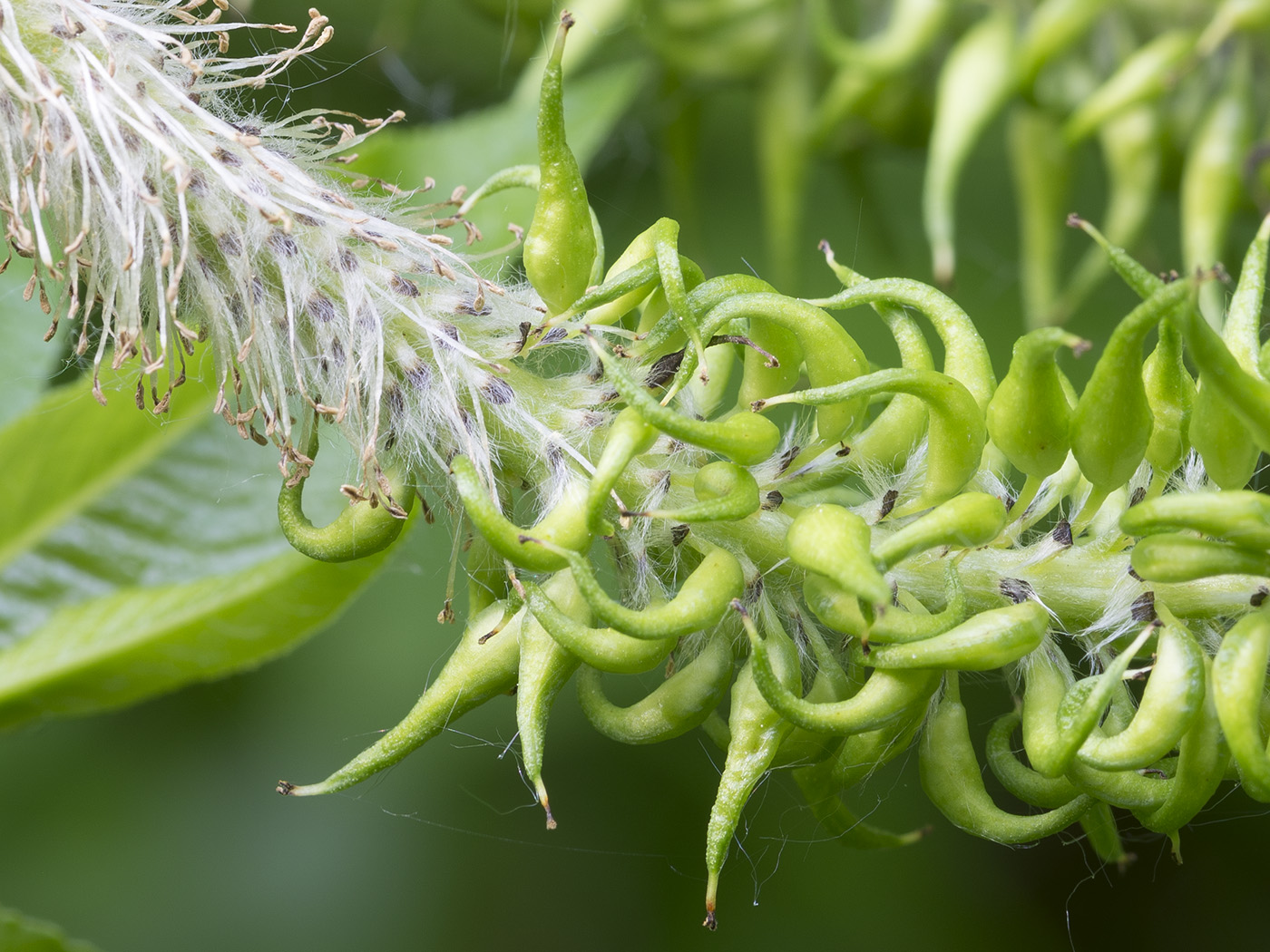 Image of Salix myrsinifolia specimen.