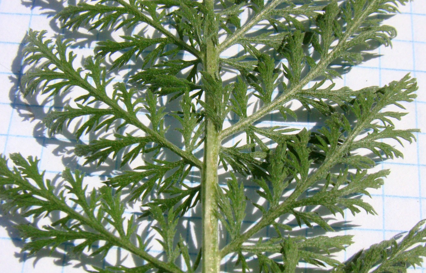 Image of Achillea nobilis specimen.