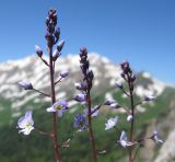 Veronica gentianoides