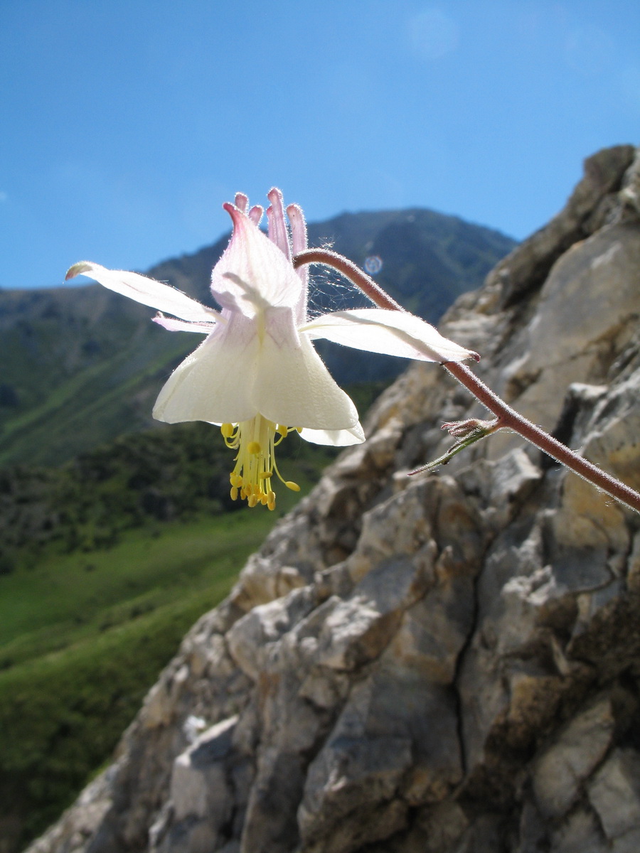 Image of Aquilegia tianschanica specimen.