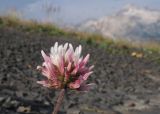 Trifolium ambiguum