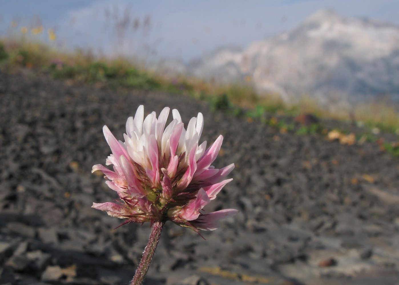 Image of Trifolium ambiguum specimen.