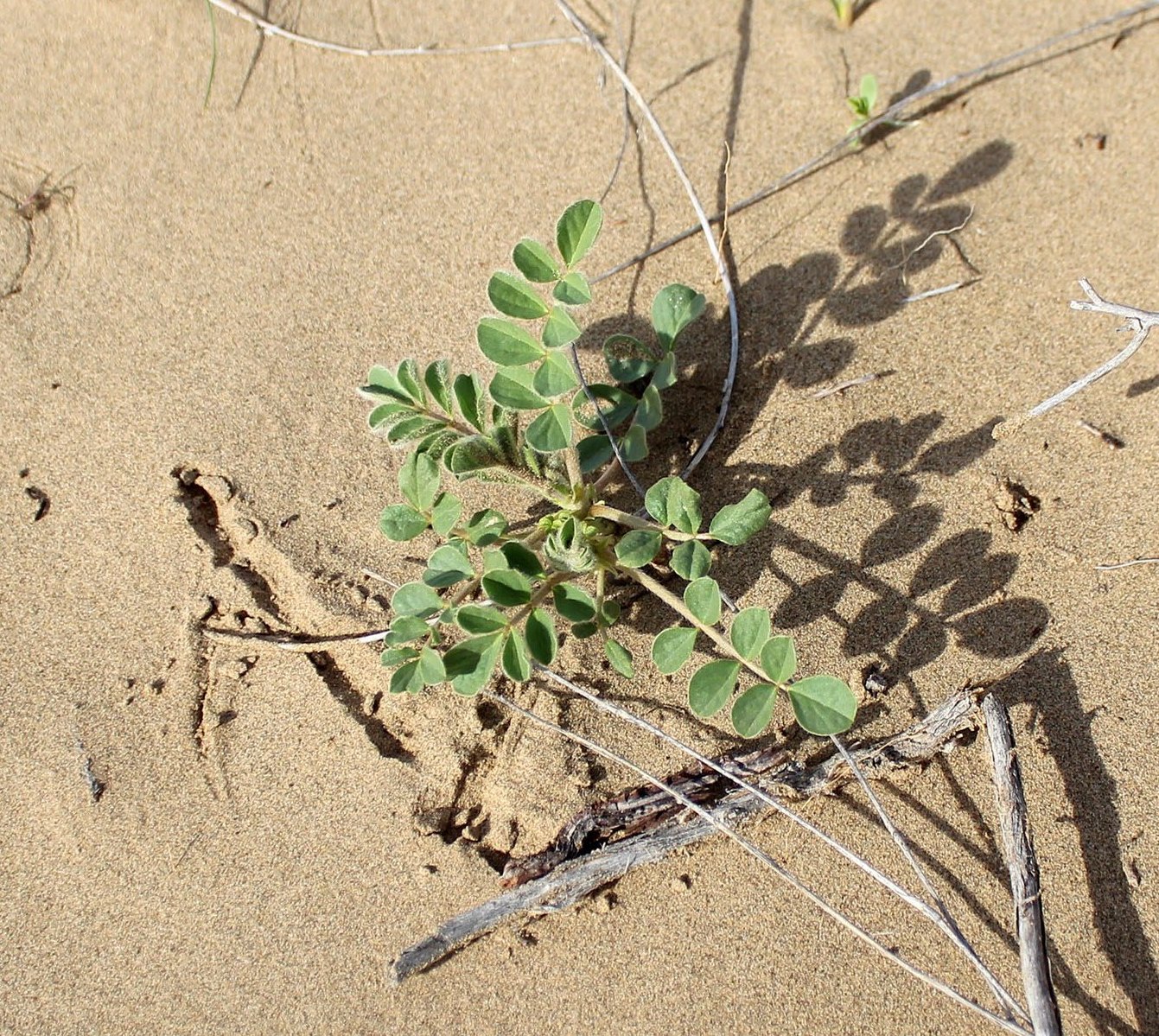 Изображение особи Astragalus chiwensis.