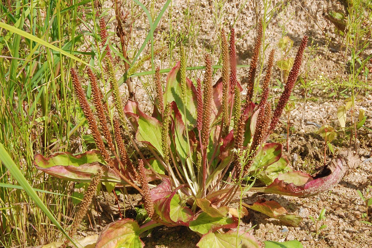 Изображение особи Plantago uliginosa.