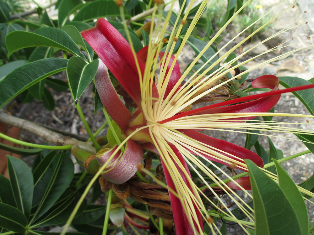 Image of Adansonia madagascariensis specimen.
