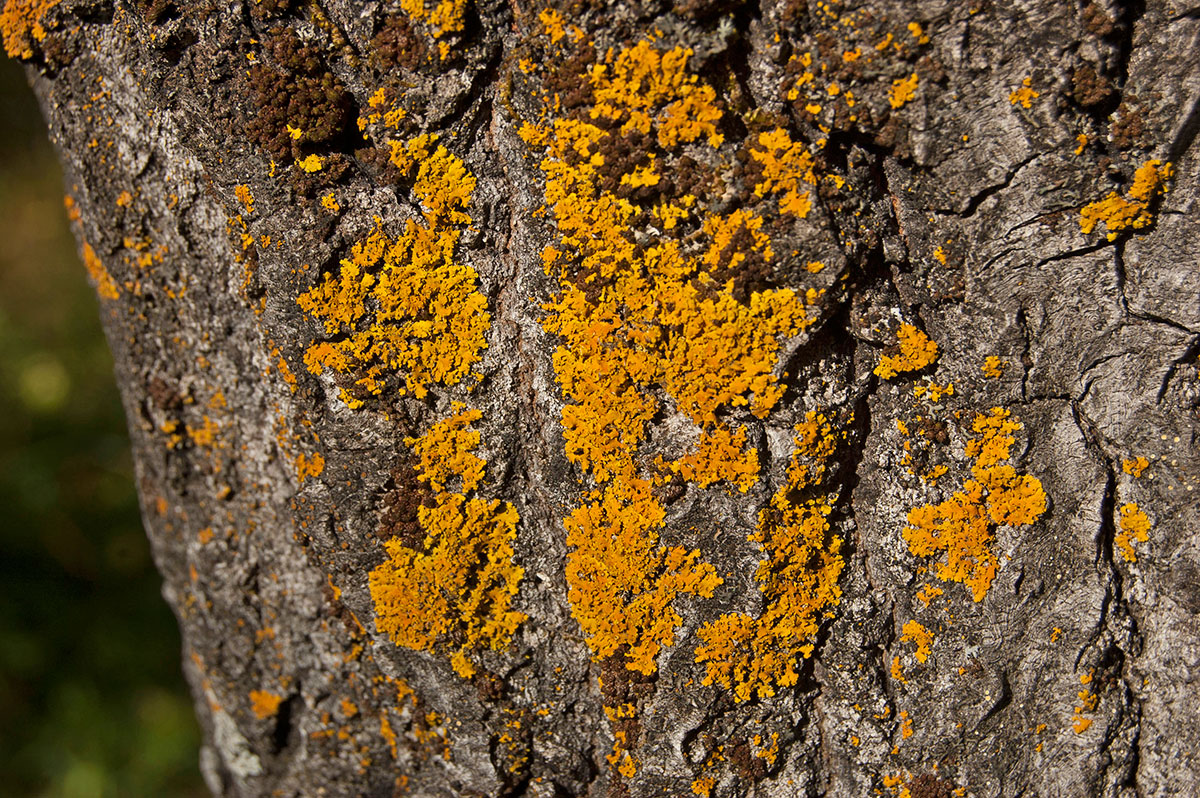 Изображение особи род Xanthoria.