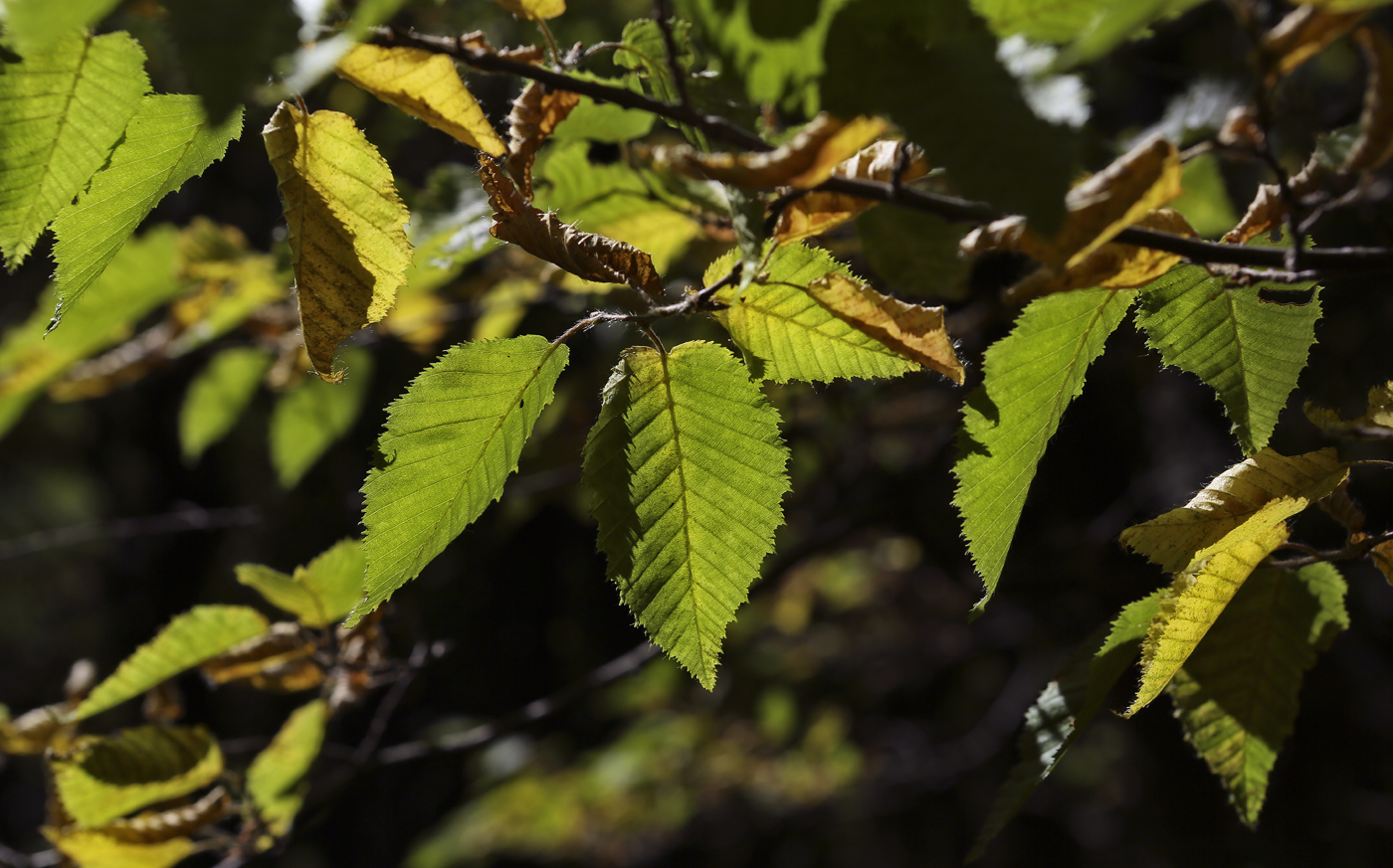 Изображение особи Carpinus betulus.