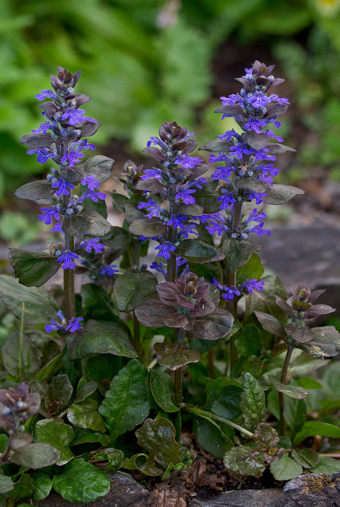 Image of Ajuga reptans specimen.