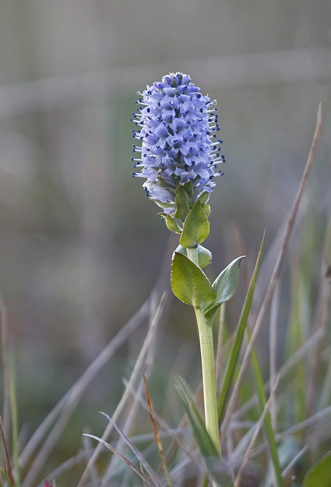 Image of Lagotis minor specimen.