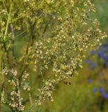 Thalictrum appendiculatum