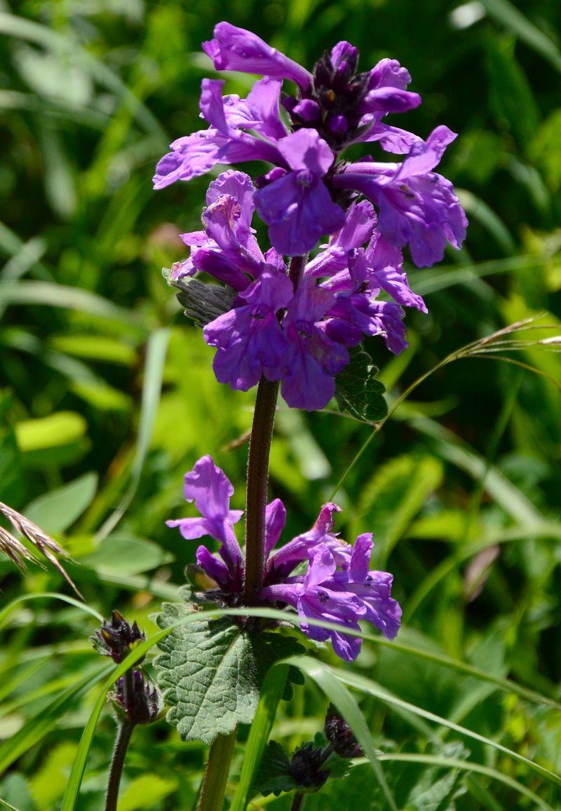 Изображение особи Betonica macrantha.