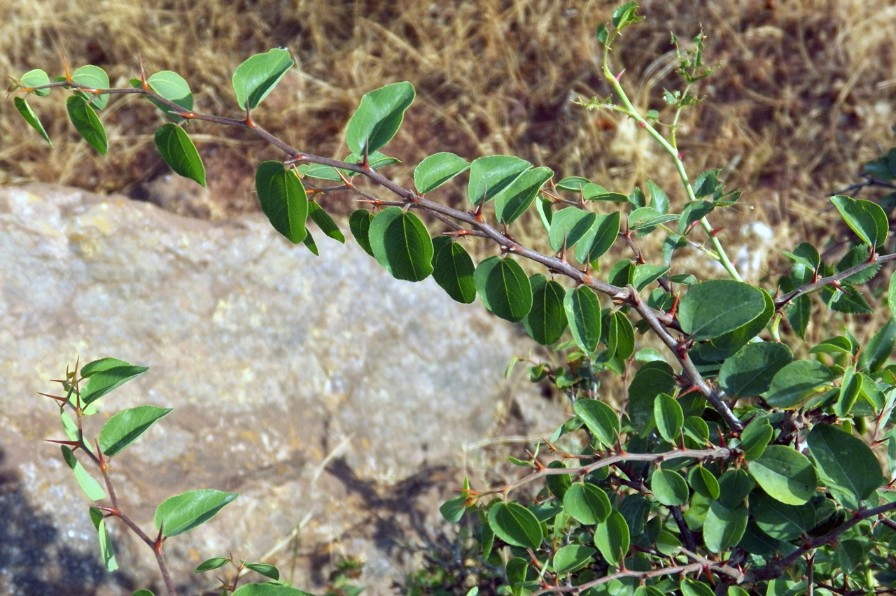 Image of Paliurus spina-christi specimen.