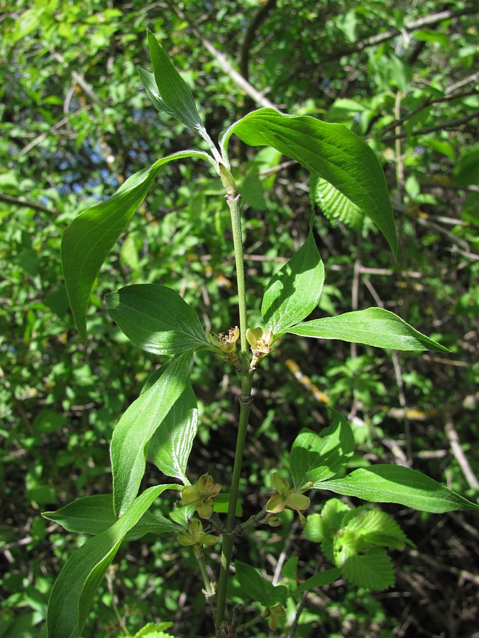 Image of Cornus mas specimen.