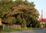 Albizia julibrissin. Цветущее взрослое дерево. Краснодарский край, г. Усть-Лабинск, в озеленении. 17.07.2017.