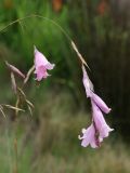 Dierama pendulum