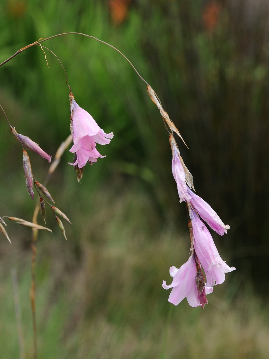 Изображение особи Dierama pendulum.