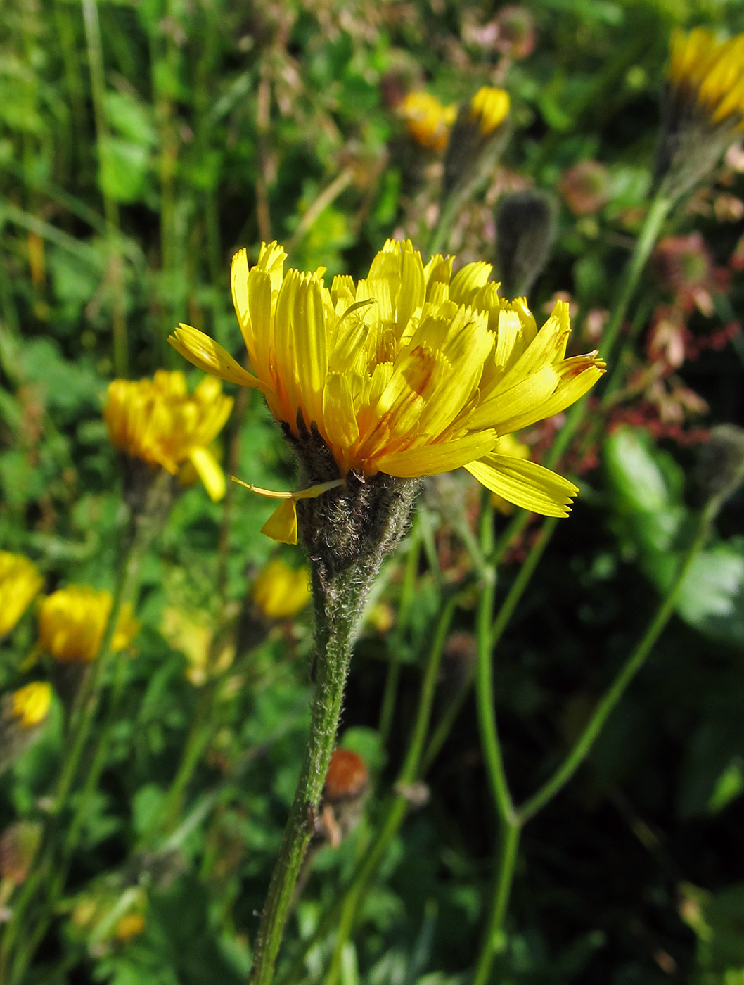 Изображение особи Scorzoneroides autumnalis.