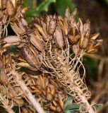 Aloe arborescens. Часть соплодия после рассеяния семян. Израиль, Шарон, г. Тель-Авив, ботанический сад \"Сад кактусов\". 12.07.2017.